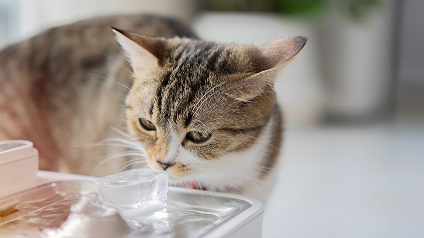 7歲以上貓咪高危-貓腎病原因及症狀-貓腎衰竭有救嗎